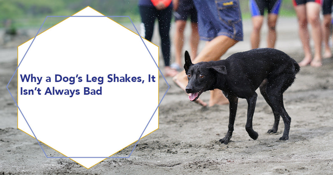 Why a Dog’s Leg Shakes, It Isn’t Always Bad