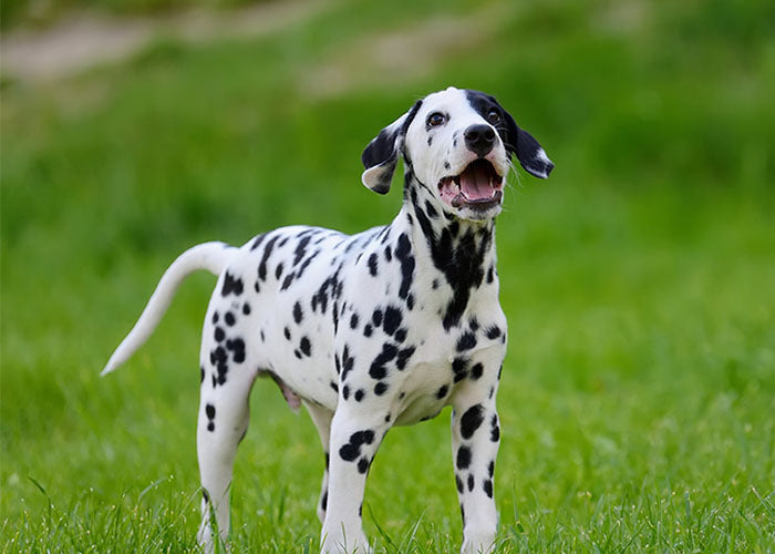 CBD Glossary of Terms: Understanding your Pet's Health