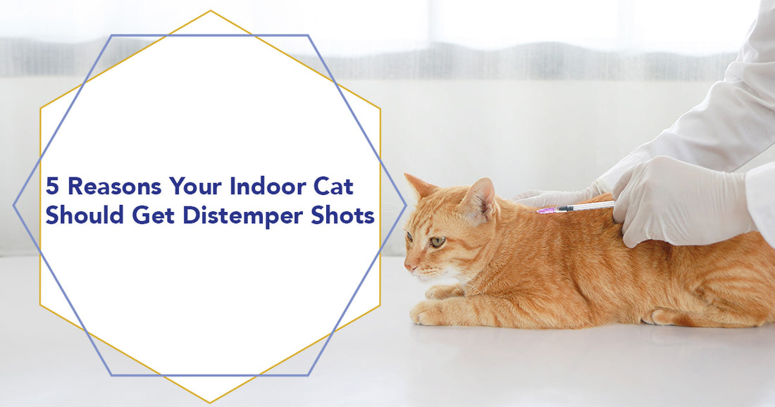 5 Reasons Your Indoor Cat Should Get Distemper Shots