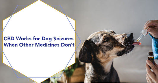 CBD Works for Dog Seizures When Other Medicines Don’t