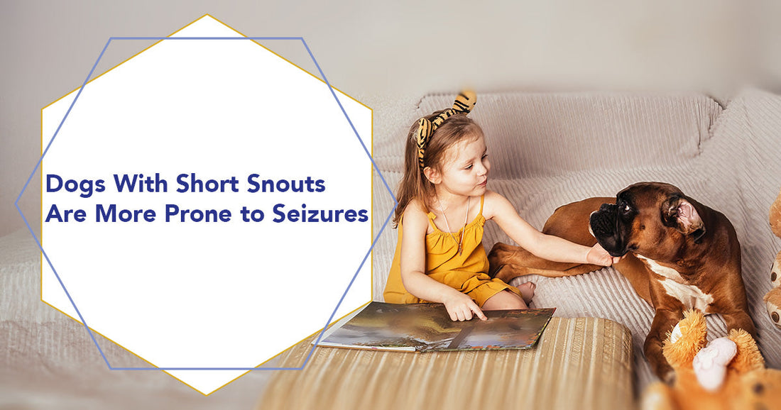 Dogs With Short Snouts Are More Prone to Seizures