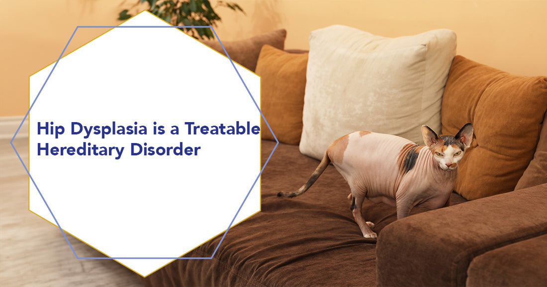Hip Dysplasia is a Treatable Hereditary Disorder in Cats