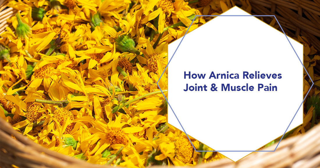 How Arnica Relieves Joint & Muscle Pain in Dogs & Cats