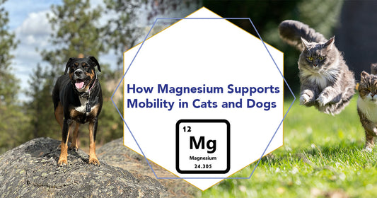 How Magnesium Supports Mobility in Cats and Dogs