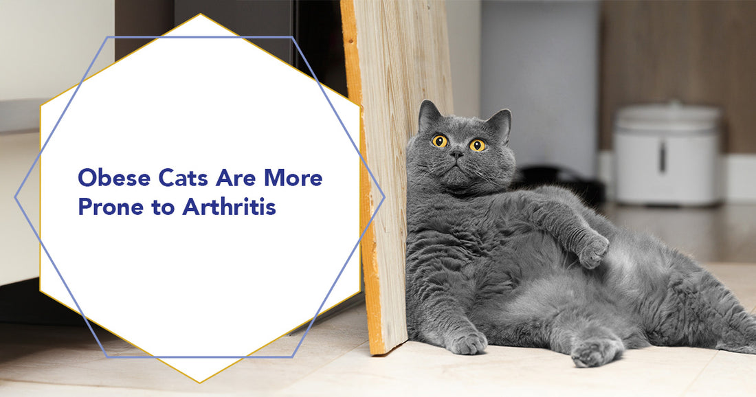 Obese Cats Are More Prone to Arthritis