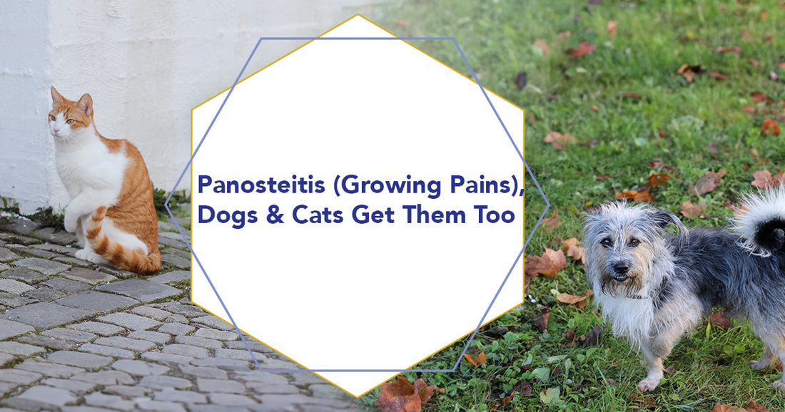 Panosteitis or Growing Pains, Dogs and Cats Get Them Too