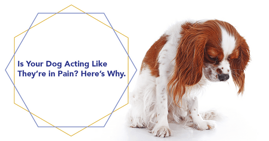 Reasons Your Dog or Cat is Acting Like They're in Pain