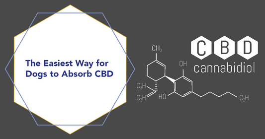 The Easiest Way for Dogs to Absorb CBD