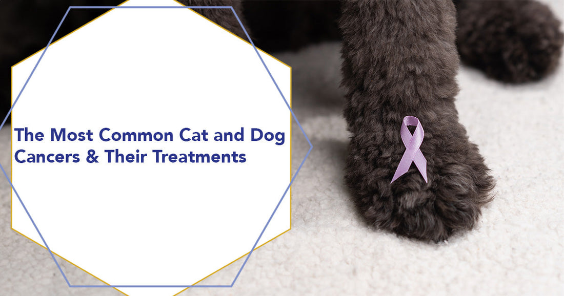The Most Common Cat and Dog Cancers & Their Treatments