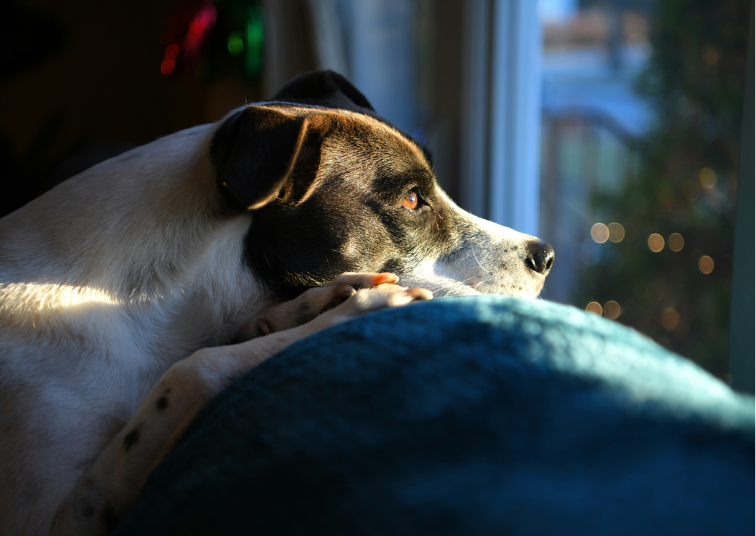 July 4th Is Coming: Why Starting Now Is the Most Important Thing You Can Do for Your Pet