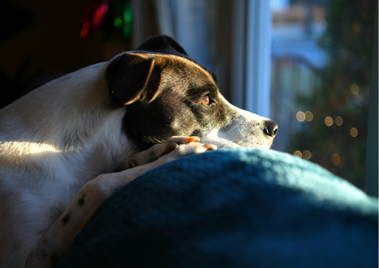 July 4th Is Coming: Why Starting Now Is the Most Important Thing You Can Do for Your Pet