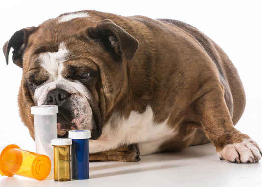 CBD, Cannabinoid Therapy and Pets: Help for Polypharmacy?