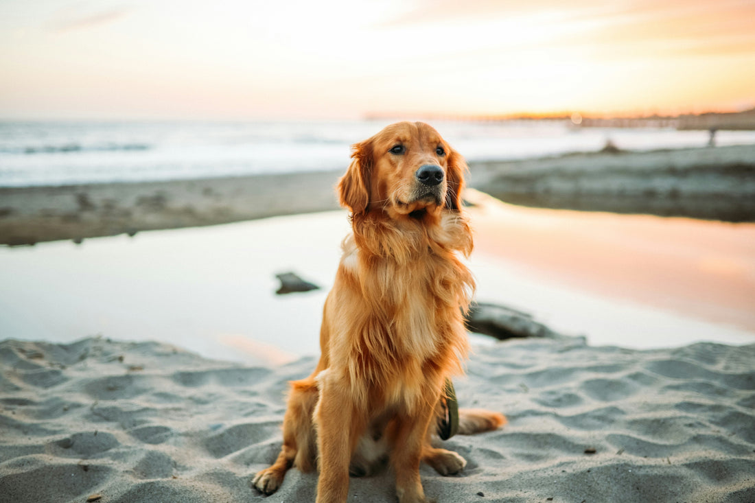 Your Dog's Brain Health: What the Latest Research Says and What You Can Do About It