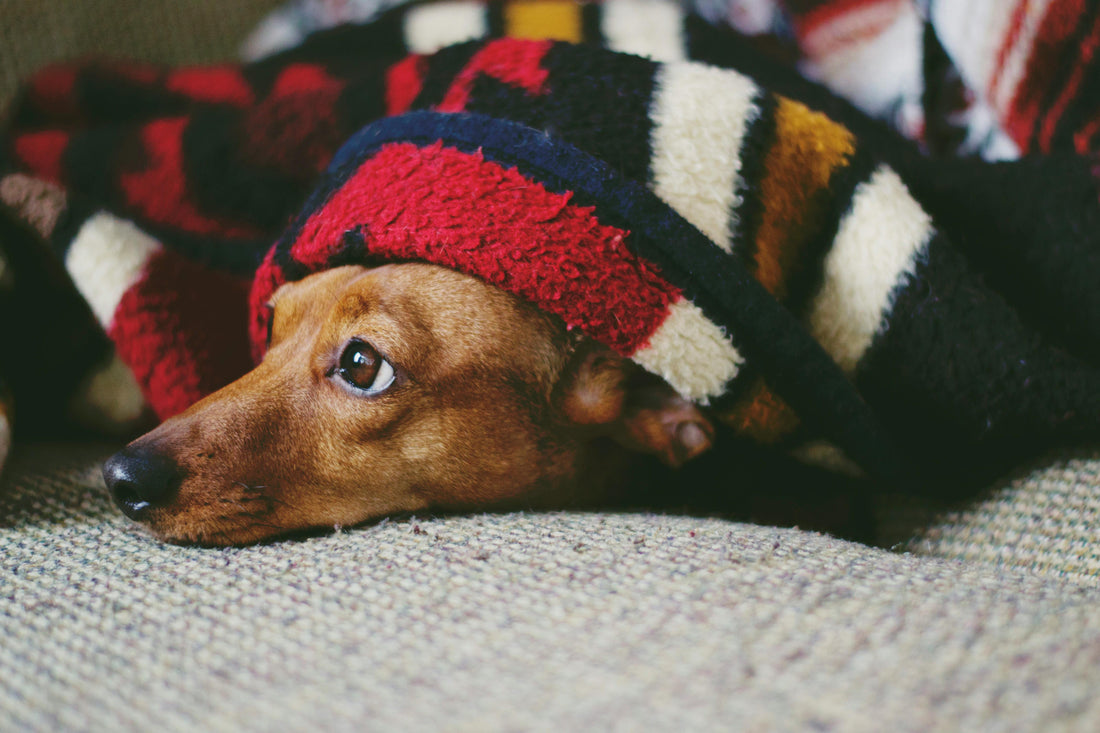 Understanding Your Pet's Anxiety: What's Really Driving It