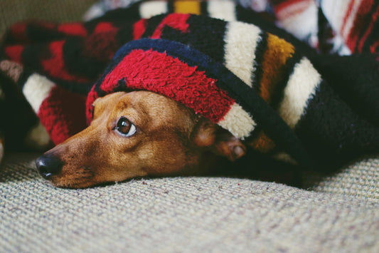 Understanding Your Pet's Anxiety: What's Really Driving It